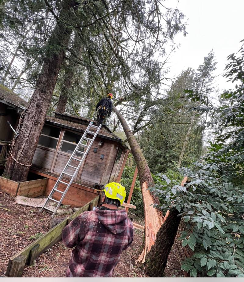 Tree Removal services Hillsboro OR